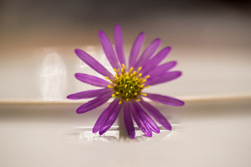 Macro of a flower