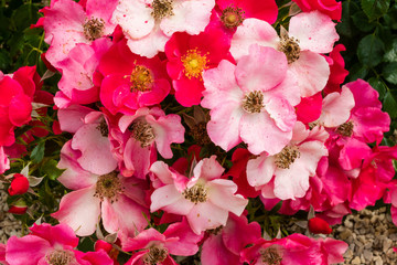 Rot und rosa blühende Kleinstrauchrosen