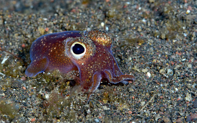 Amazing underwater world - Sepiadarium kochi - White-eyed bobtail squid. Night diving. Macro photography. Tulamben, Bali, Indonesia.