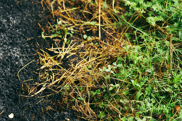 green moss on a tree