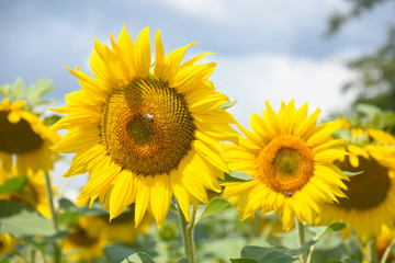 Sunflower natural background. Sunflower in the field, agriculture
