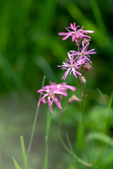 Lychnis flos-cuculi pink wild meadows flowers in bloom, beautiful summer flowering plant