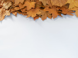 autumn maple leaves