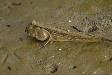 footfish