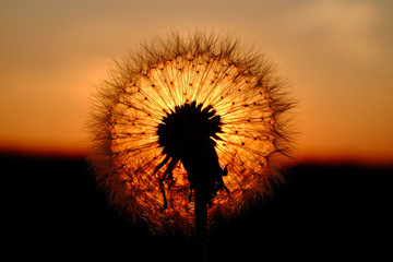 L&ouml;wenzahn Pusteblume vor rotem Sonnenuntergang Makro