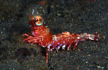 Underwater world - small red shrimp during night diving. Red-dotted humpback prawn (Metapenaeopsis sp.). Macro underwater photography. Tulamben, Bali, Indonesia.