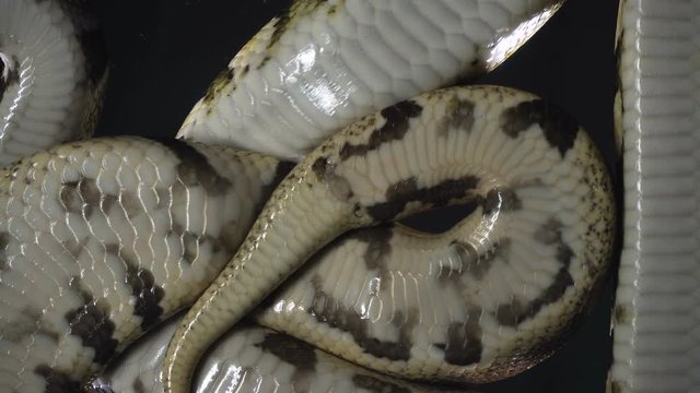 Footage of royal ball phytons, camera rushed down