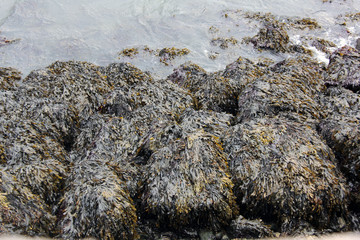 algus sur les rochers