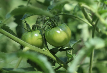 Green tomato on the vine