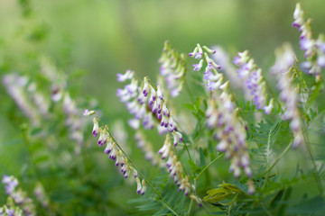 Meadow beautiful lilac flowers in soft focus and blurred for background, little flowers field in the morning sunshine of summer. Abstract nature background with wild flowers. Macro, selective focus.