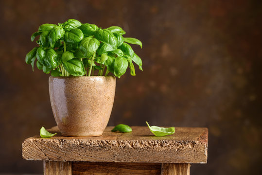 Fresh basil in a clay pot on a wooden stand. Home grown basil