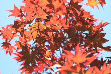 Fototapeta premium Colorful Japanese Maple