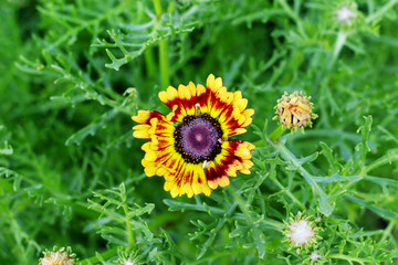 sunflower in the garden