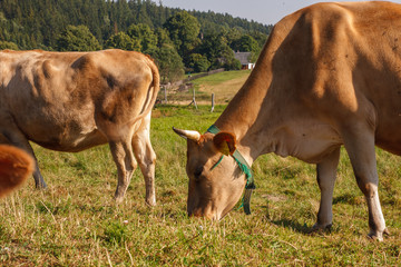 Young brown calfs on pasture