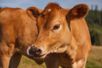 Obraz na płótnie Canvas Young brown calfs on pasture