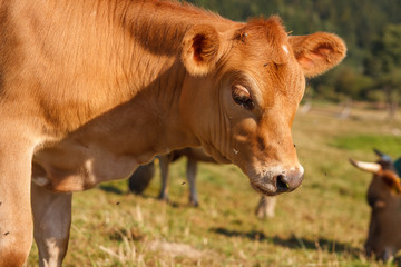 Young brown calfs on pasture