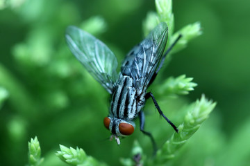 fly on leaf
