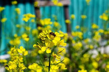 bee on white mustard