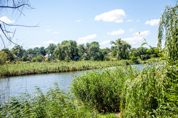 landscape with river and trees