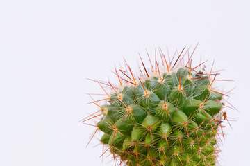 cactus isolated on white background