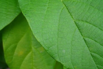 Close up green leaf. 