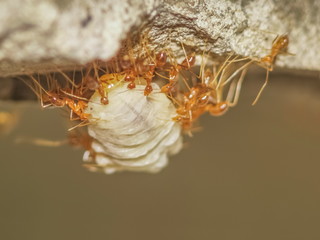 Soft focus a group worker Weaver ant (Oecophylla smaragdina) or Green Ant carry a big larva to the nest.