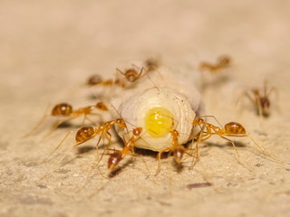 Soft focus a group worker Weaver ant (Oecophylla smaragdina) or Green Ant carry a big larva to the nest.