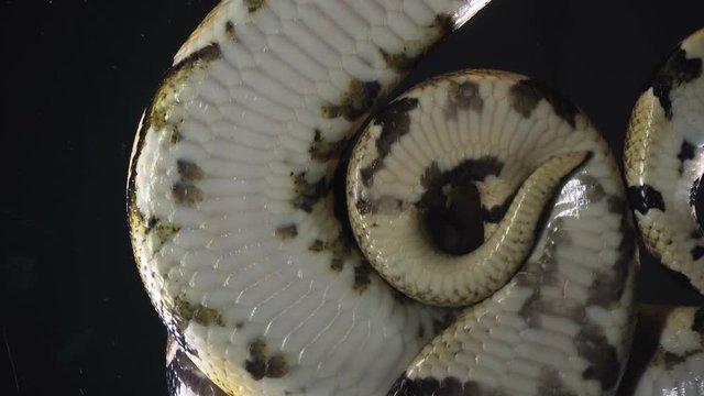 Footage of ball phytons, camera rushed down