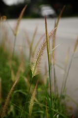 wheat in the field