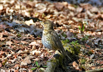 a Turdus philomelos bird