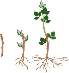Blackberry vegetative reproduction scheme. Growth stages from propagule (stem cutting) to first year cane (primocane) of blackberry plant