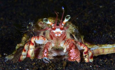 Underwater world - Hermit crab. Night diving. Underwater macro photography. Tulamben, Bali, Indonesia.