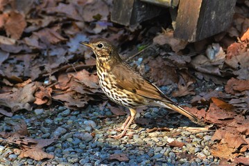 a Turdus philomelos bird
