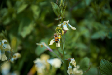 Obraz na płótnie Canvas abejas en flor silvestre