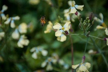 abejas en flor silvestre