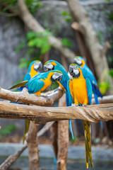 Couple of Blue-and-Yellow Macaw (Ara ararauna), also known as the Blue-and-Gold Macaw