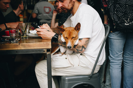 Cute and adorable basenji puppy sits on owners lap while he has lunch at local cafe, rests head on his arm. Beautiful and well behaved brown dog in public place