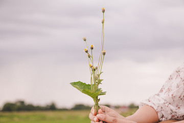 Woman hand holding grass flower on nature background. Vintage tone.
