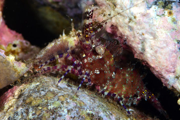 Underwater world - small red shrimp during night diving. Red-dotted humpback prawn (Metapenaeopsis sp.). Macro underwater photography. Tulamben, Bali, Indonesia.