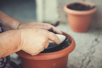 woman hand vase soil