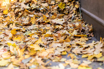 Pile of golden colored fallen leaves on green grass at backyard or city park in autumn. Fall season background