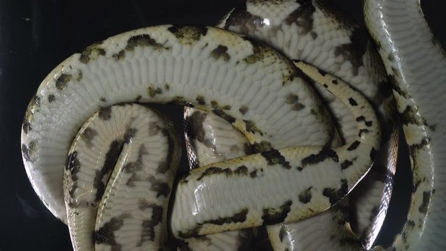 Footage of phytons, camera rushed down