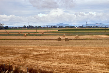 Fototapeta na wymiar field with bales of hay