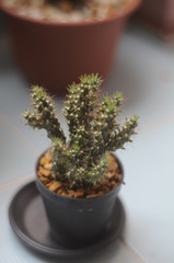 cactus in pot