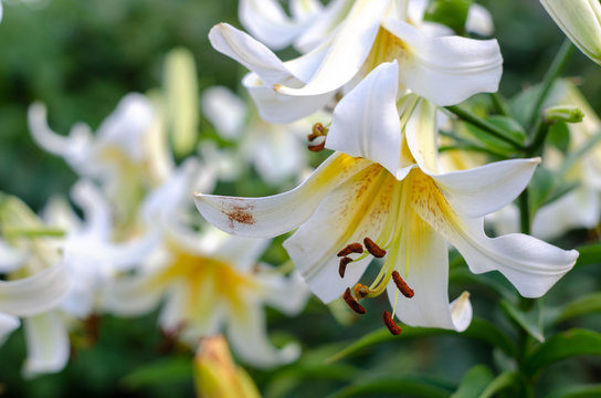 beautiful blooming lilies in a garden with green leaves