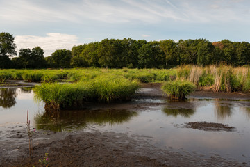 Fototapeta na wymiar wetland in the natural park of saint lyphard