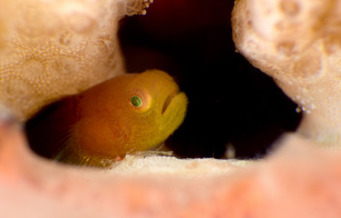 Amazing underwater world - Warthead Coralgoby - Paragobiodon modestus.  Panda goby. Diving, macro photography. Tulamben, Bali, Indonesia.
