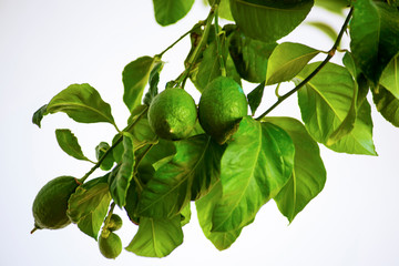 ripening lemons on branch