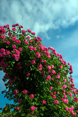 Green bush with bright pink roses on a background of a blue sky with clouds. Beautiful pink roses in the summer garden. Background with many pink summer flowers.