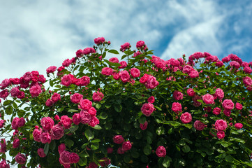 Green bush with bright pink roses on a background of a blue sky with clouds. Beautiful pink roses in the summer garden. Background with many pink summer flowers.